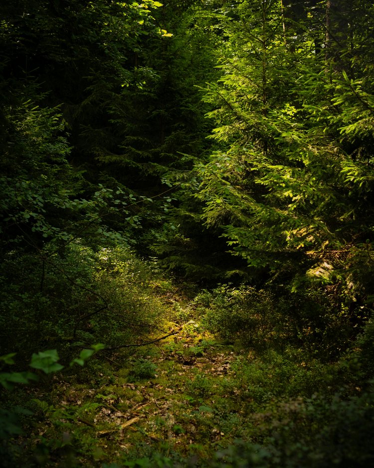 Außergewöhnliche Veranstaltungen im Jagdhof Waldweg mit dichtem grünen Laub und Sonnenlicht