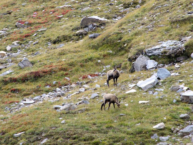 Auf zur Jagd rund ums Jagdhotel im Stubaital